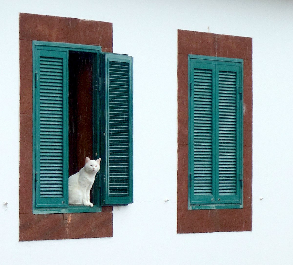 Madeira's tweet image. Happy #Caturday from #Madeira