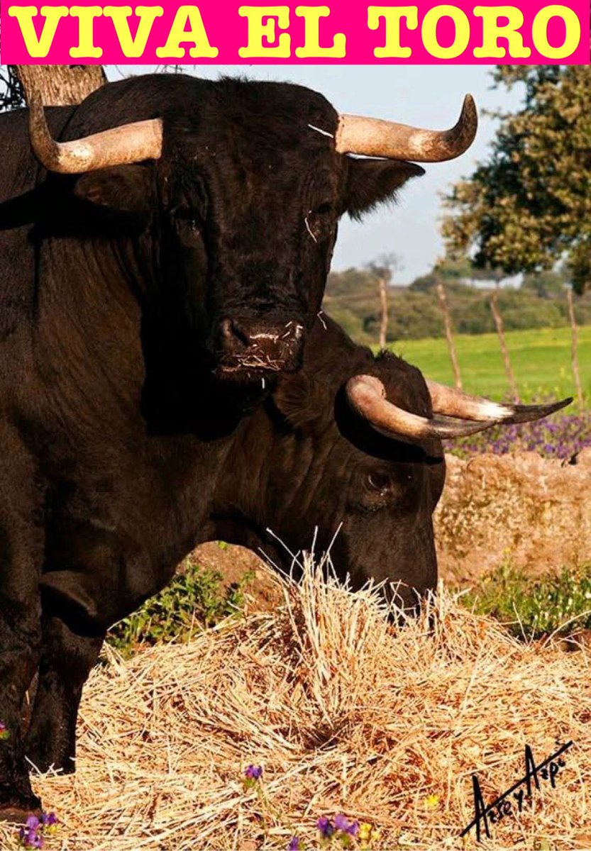Santiago Ortega (@santiortega1980) on Twitter photo Los Domingos los ganaderos y mayorales no descansan en el campo, tienen que ir al campo para ver el ganado, darle de comer, cuidar que tienen agua, pero a la 13:00 todos ellos paran para ver Toros para Todos con Enrique Romero en Canal Sur. <a href="/tpt_tv/">Toros Para Todos</a> <a href="/eromerotpt/">Enrique Romero</a> <a href="/canalsur/">CanalSur</a> Los Domingos los ganaderos y mayorales no descansan en el campo, tienen que ir al campo para ver el ganado, darle de comer, cuidar que tienen agua, pero a la 13:00 todos ellos paran para ver Toros para Todos con Enrique Romero en Canal Sur. <a href="/tpt_tv/">Toros Para Todos</a> <a href="/eromerotpt/">Enrique Romero</a> <a href="/canalsur/">CanalSur</a>