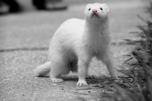 FerretPerHour's tweet image. 