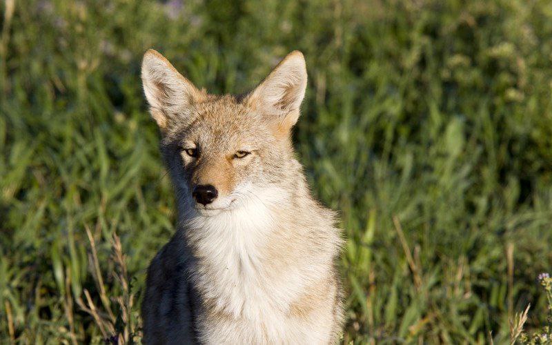 HourlyYote's tweet image. [🔗](api.tinyfox.dev/hourly/yotes/p…)