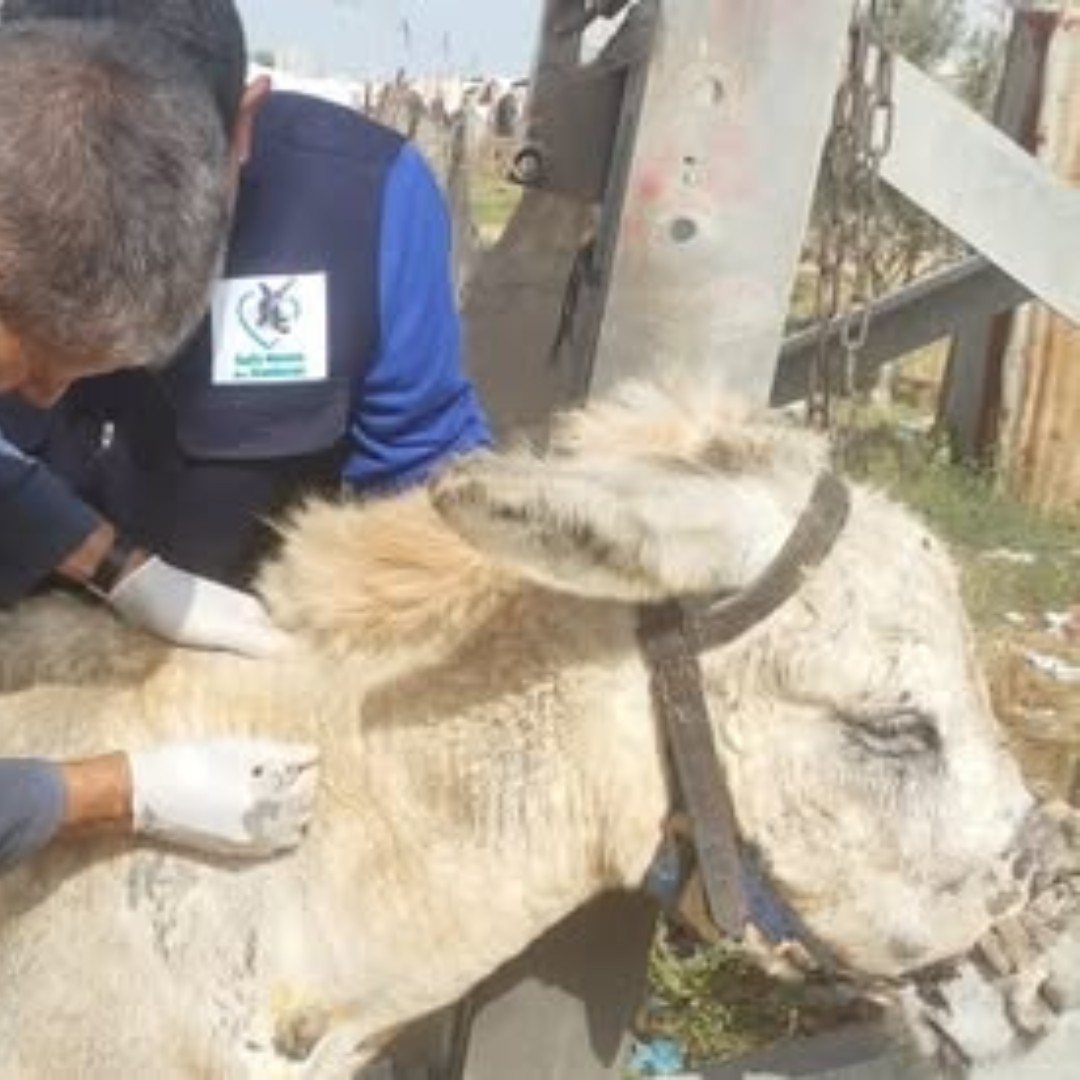 🚨Help us support the animals of Gaza! Our mobile clinic treats donkeys, mules, and horses in dire need. Please donate today: safehavenfordonkeys.beaconforms.com/form/07e3d1de
