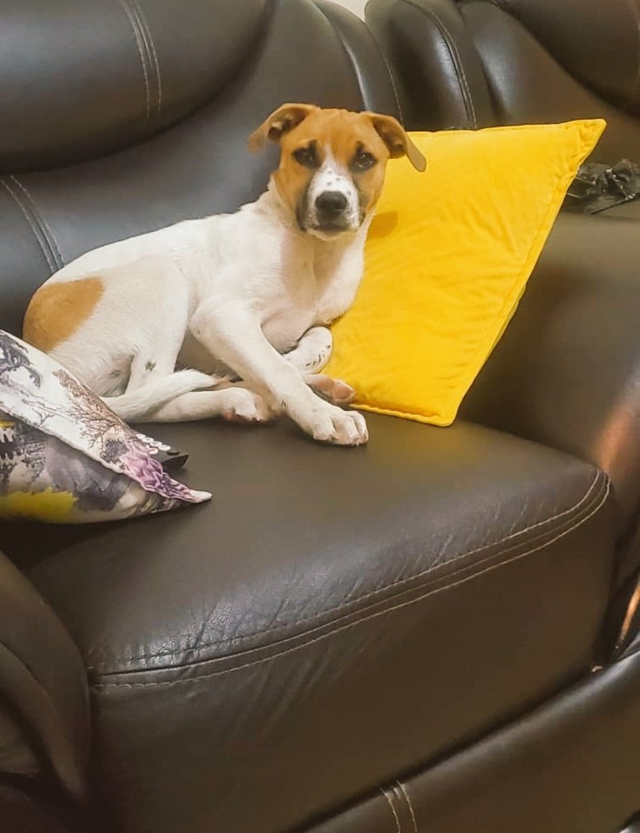 Annashy263's tweet image. Look at him the way Rinah loves TV never seen a doggo like this .This seat is taken for good once u sit there it's a war.High time we split the bills ๐ญ๐ญ