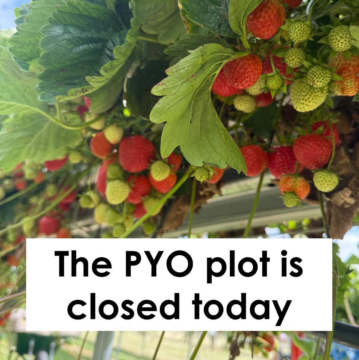 ** PYO Update 27-07-25 **

The Strawberry Patch will be closed again for PYO today, but we're hoping that it will be open tomorrow.

Please keep an eye on our socials and website for further updates. 🍓