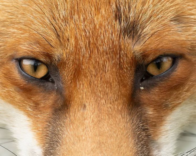 ChrisGPackham's tweet image. Up close and amber-eyed . Thank you @j__wildlife on Instagram for today's #FoxOfTheDay