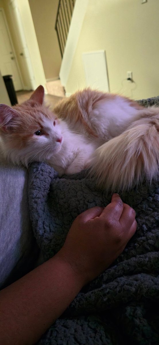 CptDylDozer's tweet image. From the streets, to a life of luxury. Curled up on new mama, watching Trooper Byrd