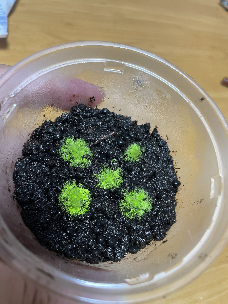 ヒカリゴケ - Search / X