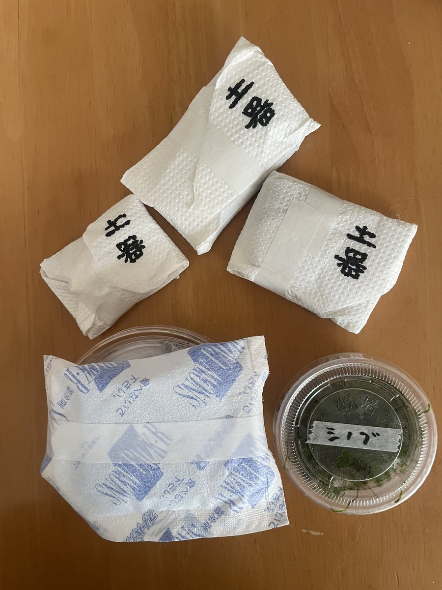 ヒカリゴケ - Search / X