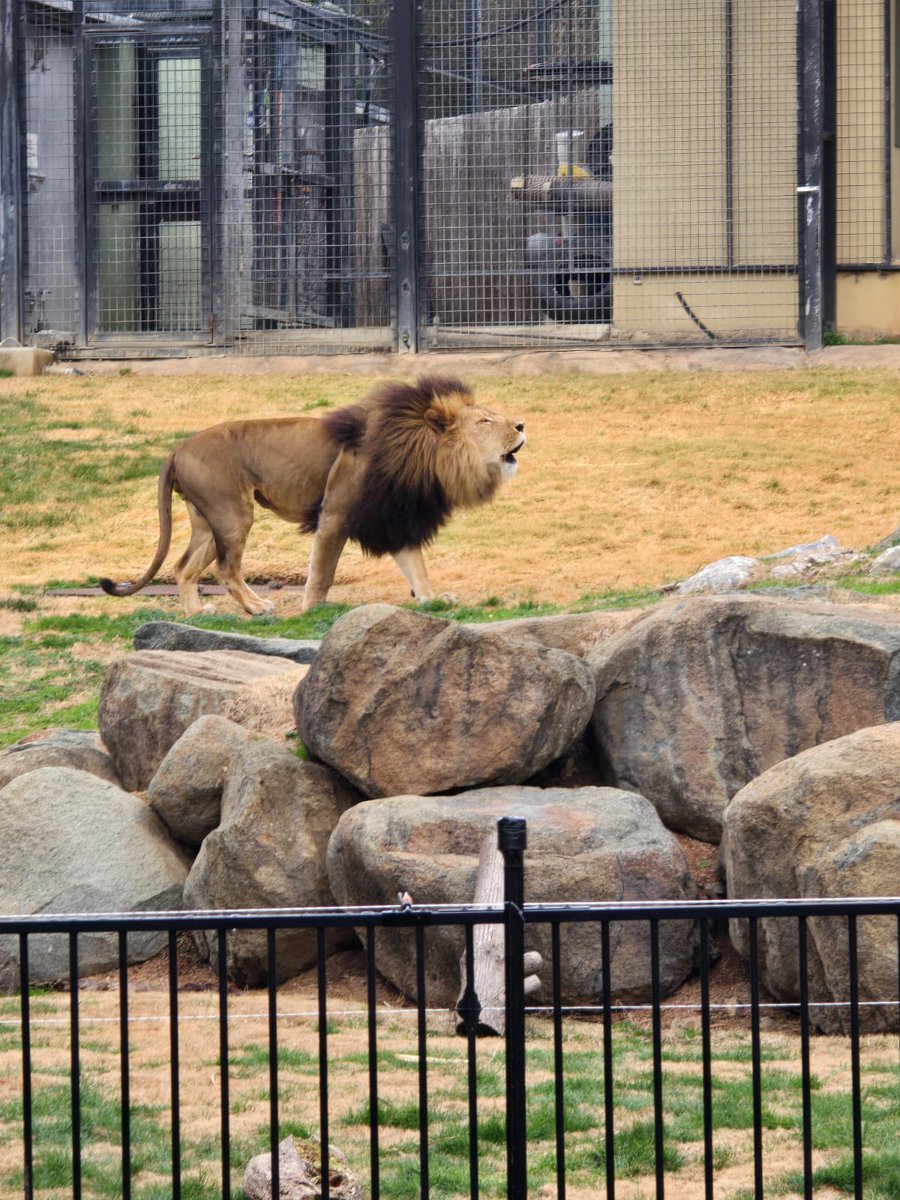 zudizzle's tweet image. &quot;I want to go to the lion, dad&quot;