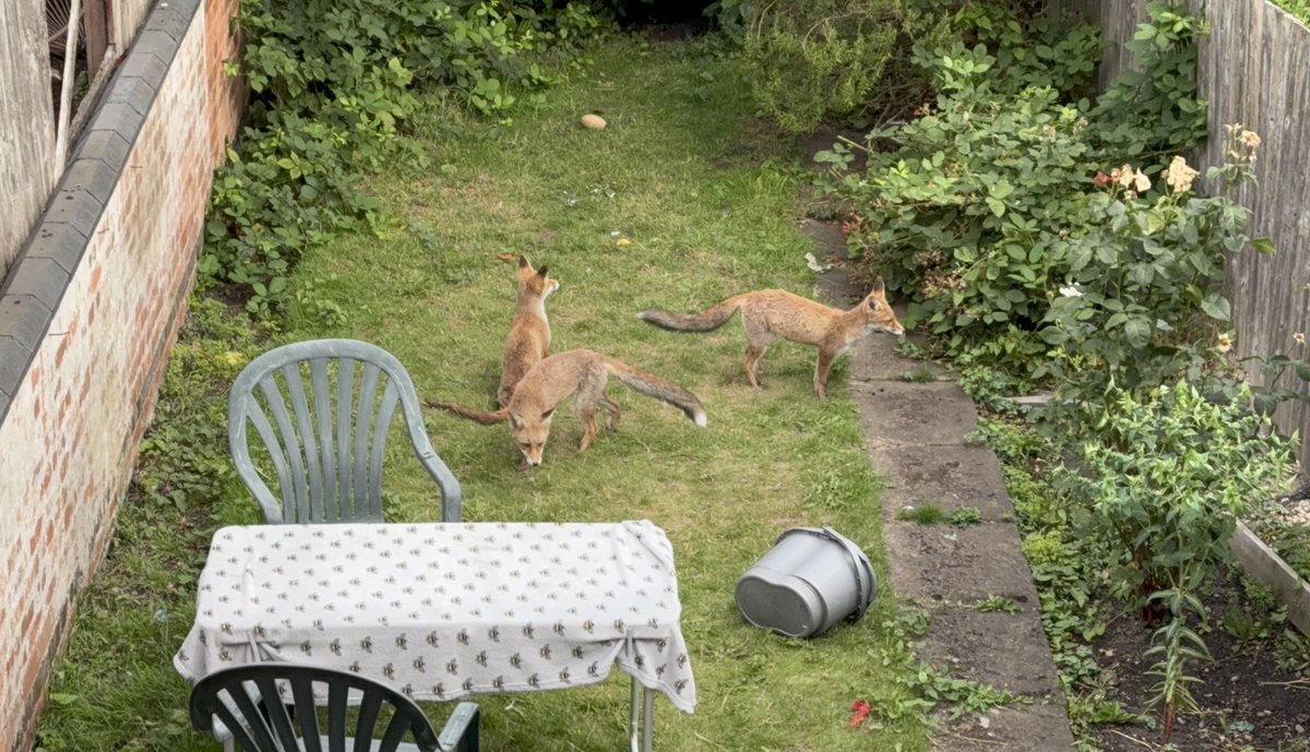 If I ever have to leave Leicester it’ll be seeing sights like this I’ll probably miss the most. 

These three are what remains of this year’s litter of five and they love to play in our garden (hence the mess).