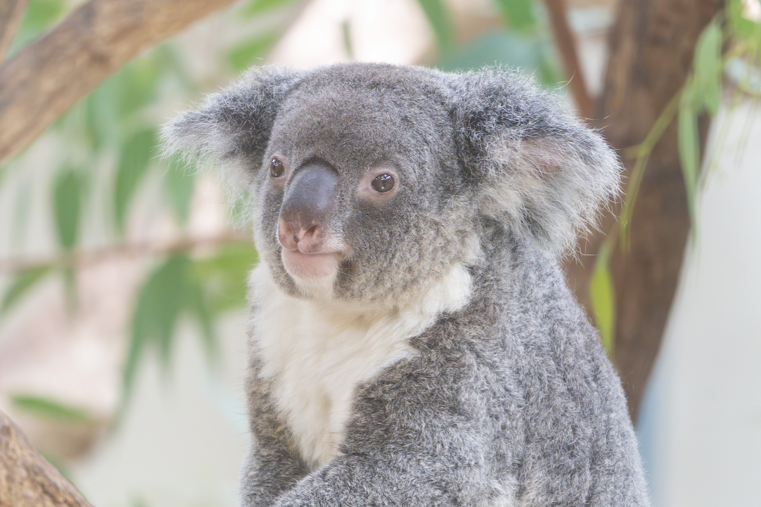 こあら 楽天市場】コアラ（ブランドコナミ）の通販