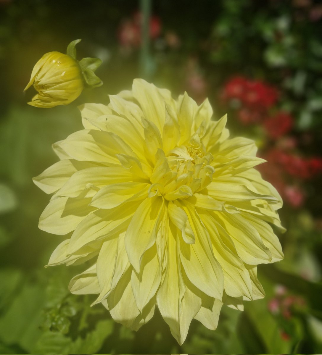 BrigidWalsh10's tweet image. Appreciate life as it happens ๐๐ฟ๐
#SundayYellow #Dahlia
#SundayMotivation
#NatureTherapy
#Grateful #NatureBeauty