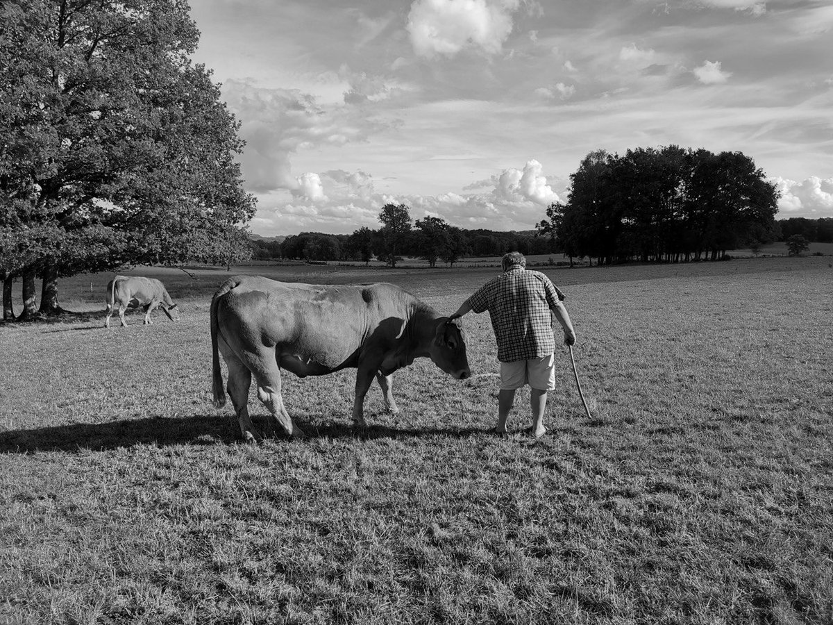 Je vois passer le coeur lourd  les témoignages de tous ces éleveurs dont l'ensemble du troupeau a été abattu suite à la propagation de la dermatose nodulaire contagieuse (DNC). 

Il n'y a qu'un éleveur pour se rendre compte du niveau de détresse que provoque l'abattage total de