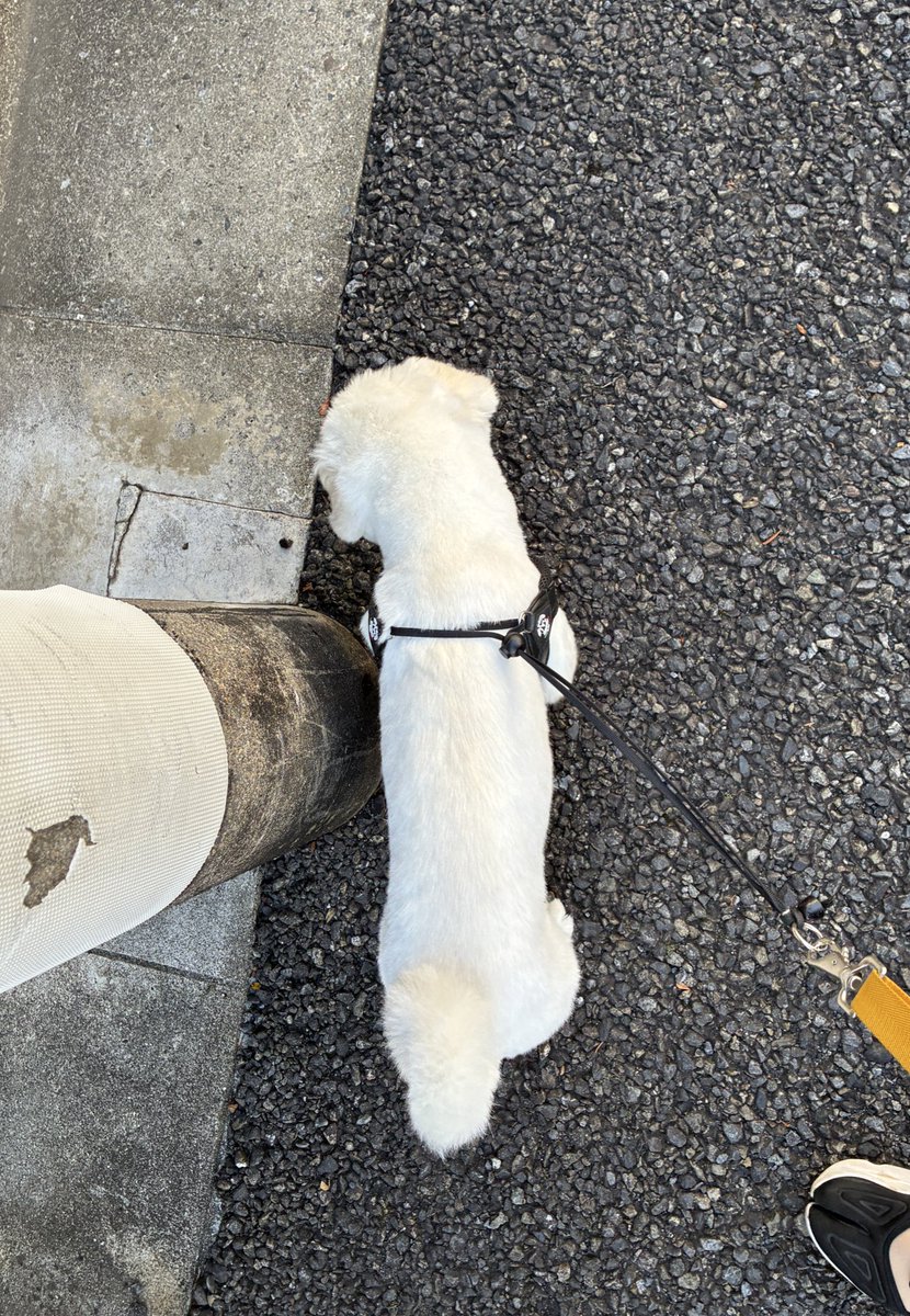 good_bye's tweet image. さんぽ中、ずっと「ぶなしめじ…」って思ってた