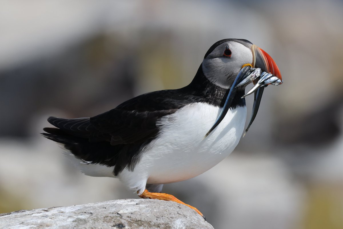 Trebor 1456 (@cranky1456) on Twitter photo <a href="/DailyPicTheme2/">Daily Picture Theme</a> My 'First' time visiting the Farne Islands to see the Puffins, and what a great day it was seeing them with Sand Eels they had caught for the little one in the burrows.
#DailyPictureTheme #Puffins #Birds #Wildlife #NatureTherapy #First <a href="/DailyPicTheme2/">Daily Picture Theme</a> My 'First' time visiting the Farne Islands to see the Puffins, and what a great day it was seeing them with Sand Eels they had caught for the little one in the burrows.
#DailyPictureTheme #Puffins #Birds #Wildlife #NatureTherapy #First