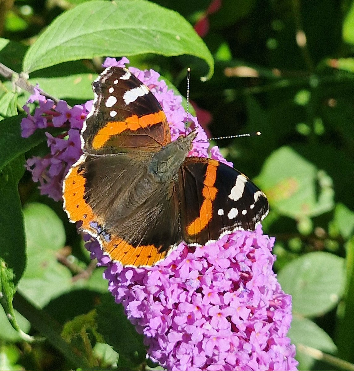 BrigidWalsh10's tweet image. 'First' Red Admiral Butterfly this year
#DailyPictureTheme
@DailyPicTheme2