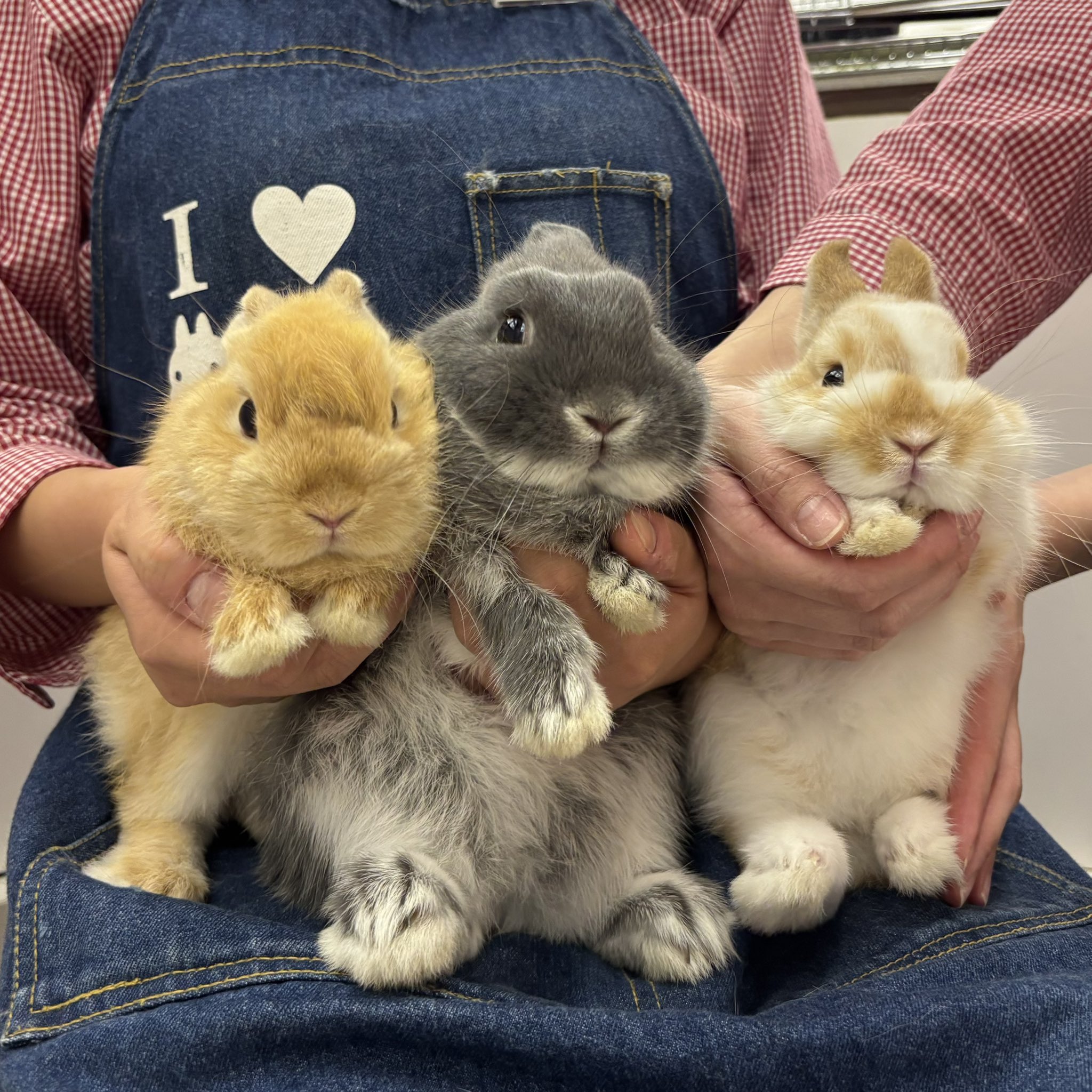 うさぎのしっぽ恵比寿店 on X: 