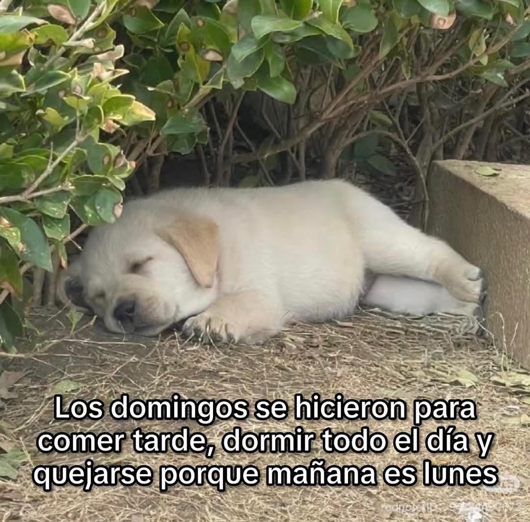 En Júpiter (@en_jupiter_) on Twitter photo 