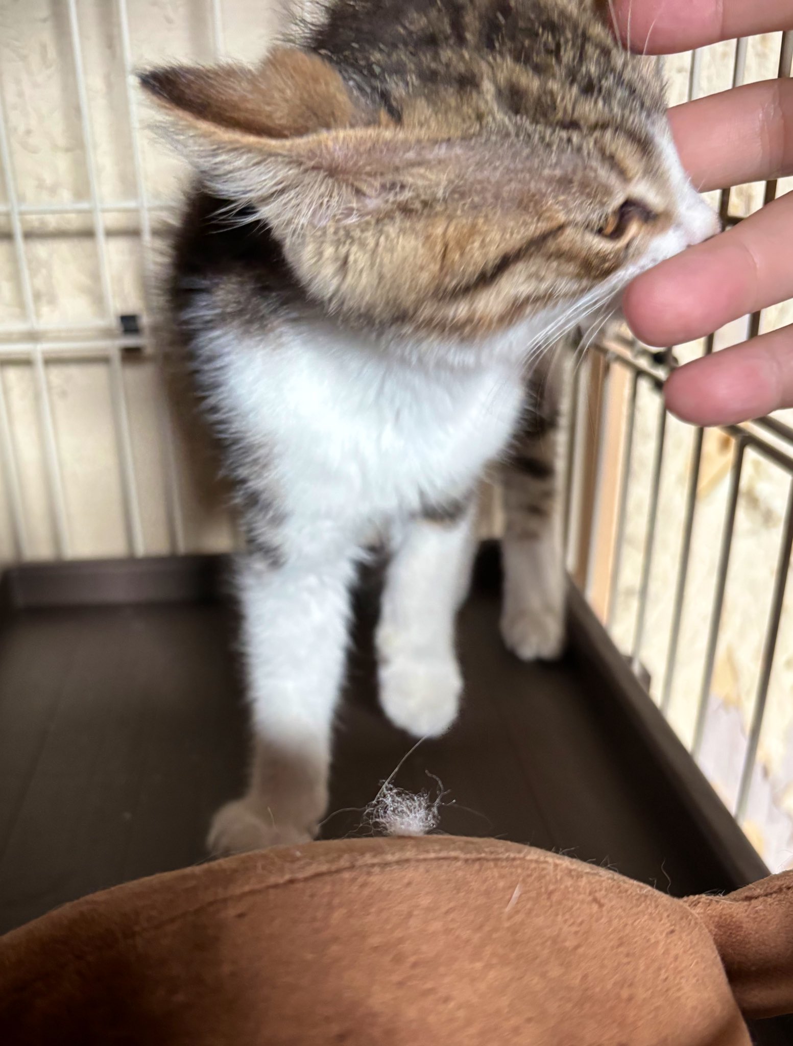 野良猫キング ペットプロ キャットタワー スイング 高さ38cm ねこがくれ 爪