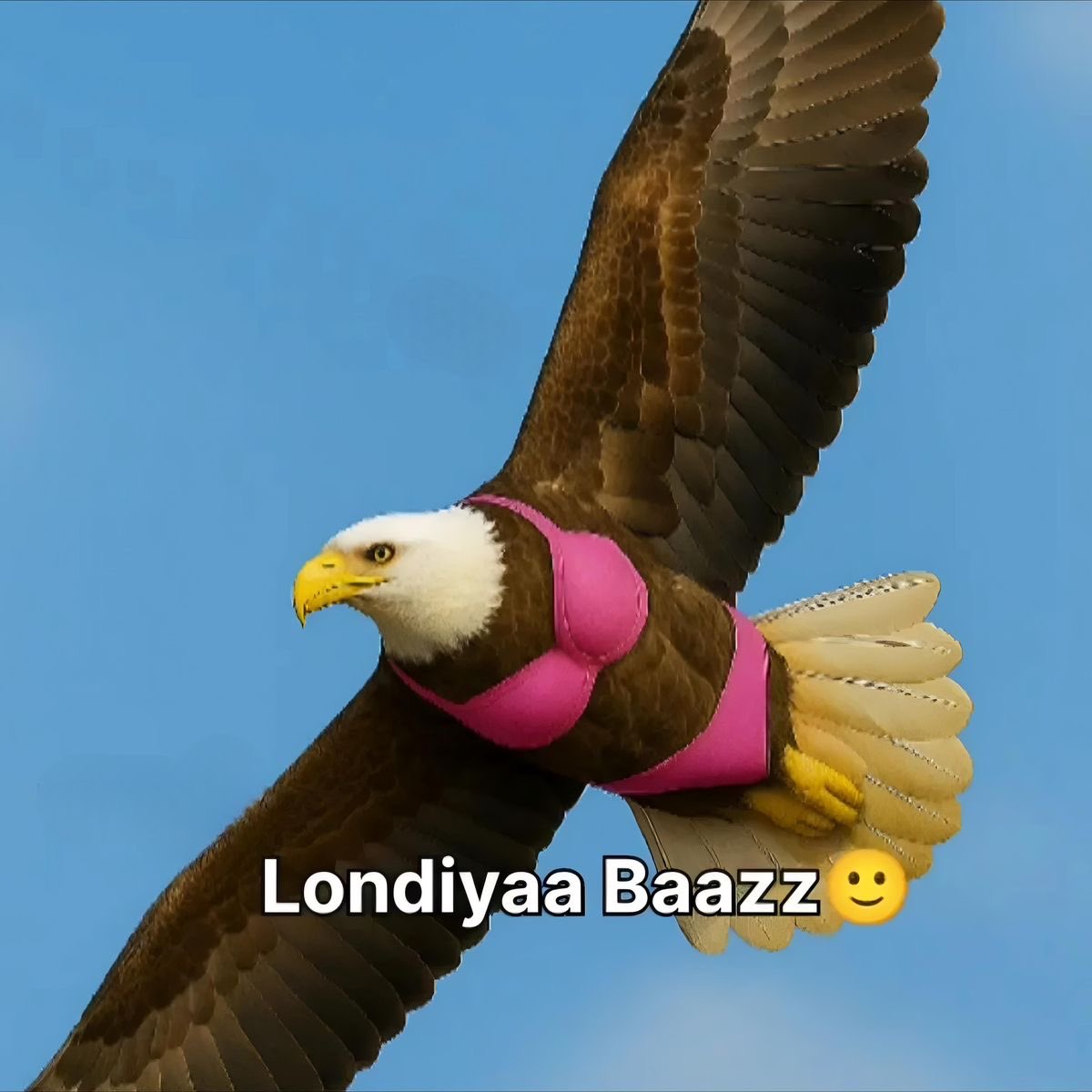 samOOsaaa's tweet image. 🦅