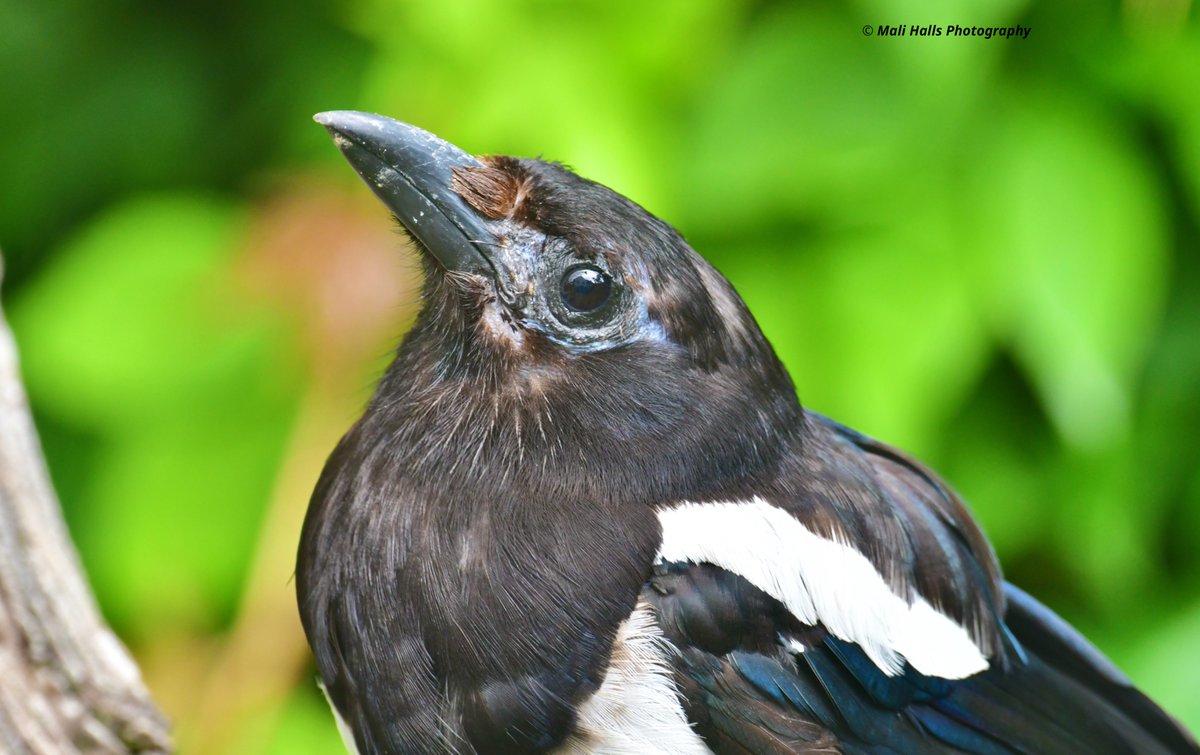 Magpie.

#BirdTwitter #Nature #Photography #wildlife #birds #TwitterNatureCommunity #birding #NaturePhotography #birdphotography #WildlifePhotography #Nikon