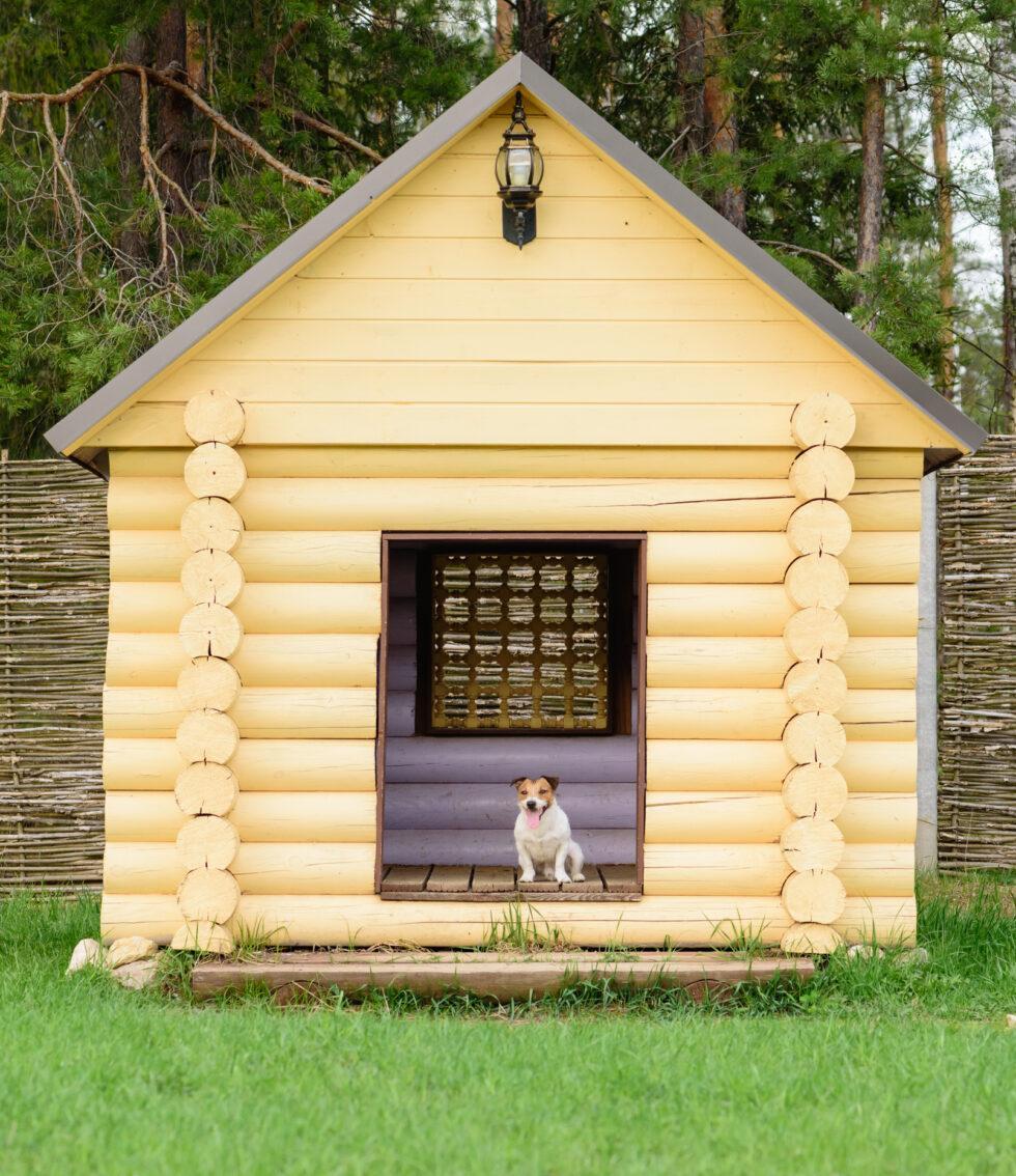 TDBactualitat's tweet image. 🐕 Com escollir una bona caseta exterior per a la nostra mascota
tdbactualitat.cat/articles/conti…