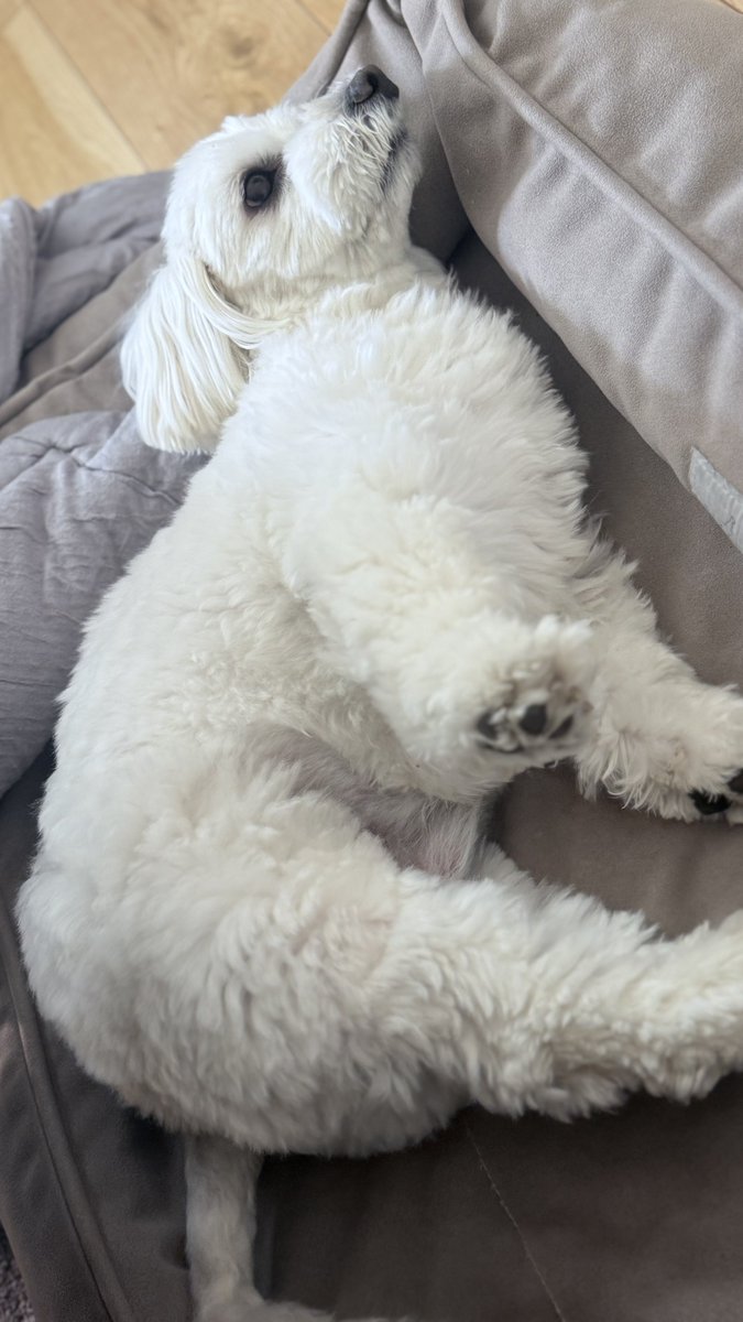 MrParanoia10's tweet image. 犬と共に昼寝してたら関屋記念終わってた！
寝顔撮っていたら察して起床、伸びしてる🐶