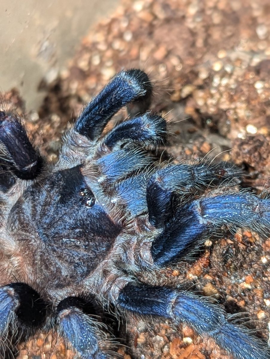 Hannibal13B's tweet photo. やっとタランチュラらしくなってきた

#タランチュラ
#tarantula https://t.co/3H1MVBxQOK