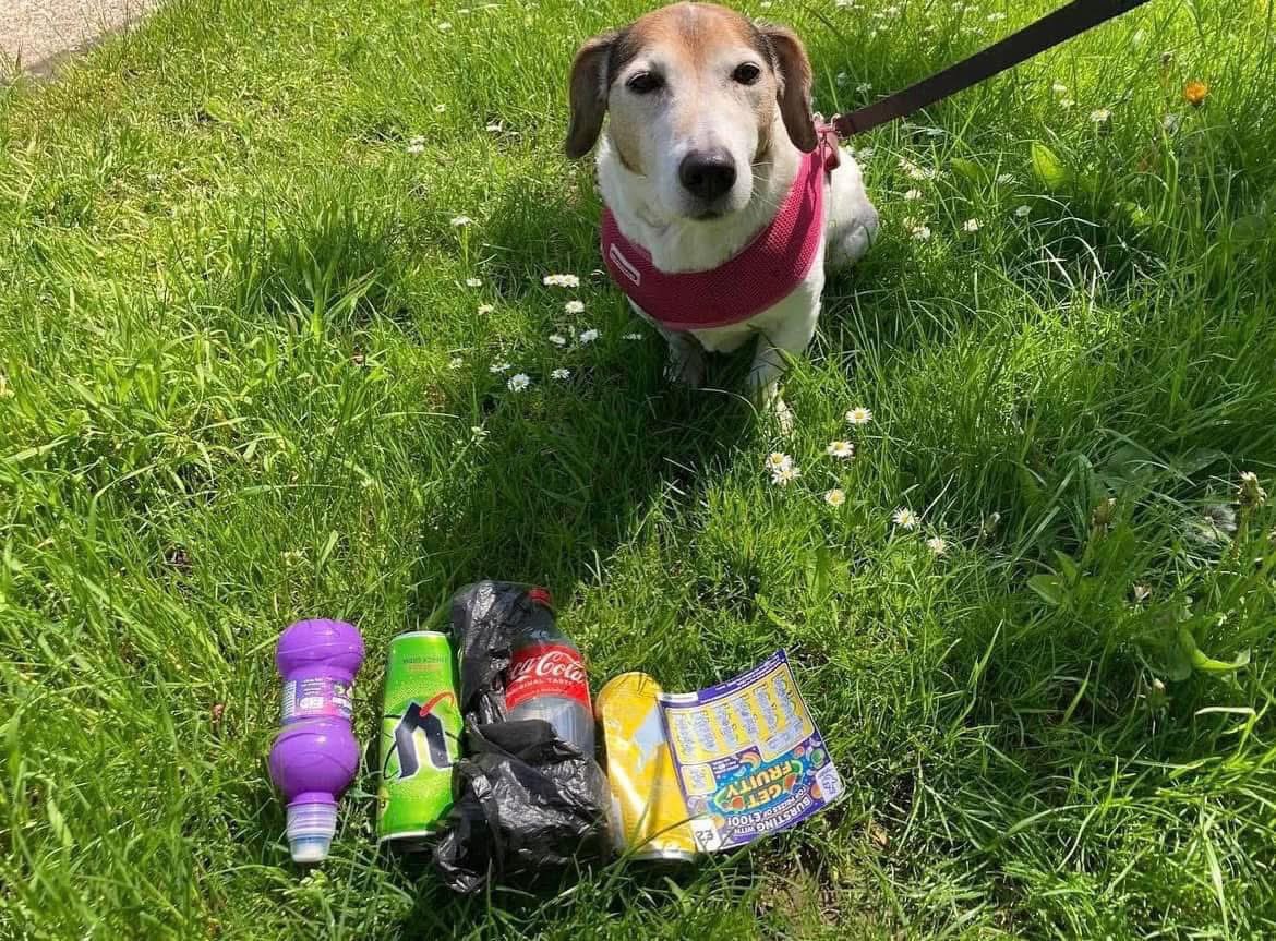 pawsonplastic's tweet image. The boost to #mentalhealth from taking a simple positive action that makes an immediate visible difference &amp;amp; protects animals, communities &amp;amp; the environment is HUGE. 

The fab thing is it only takes a minute. Let’s spread our message. Together we’re a powerful force! #dogsofx