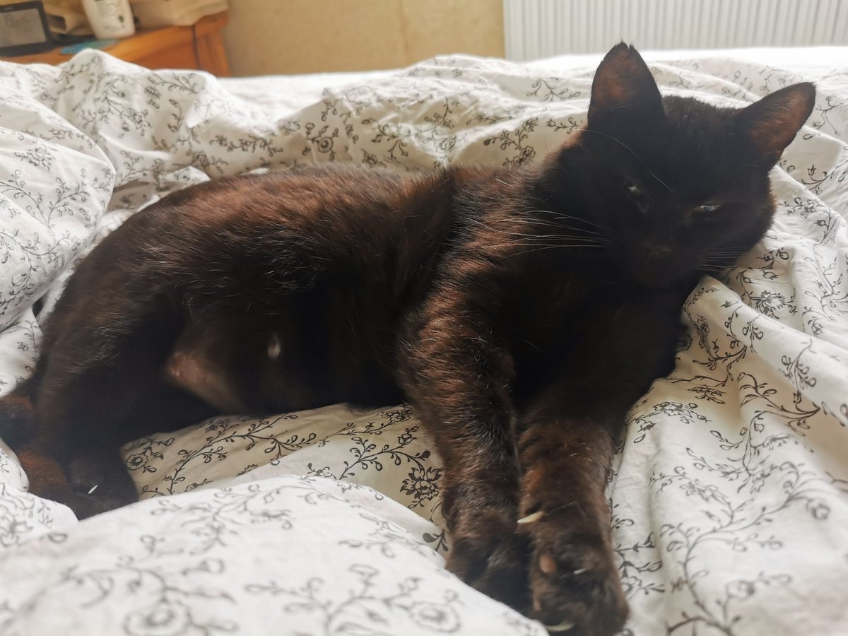 Good morning from Bob who, on sleepy Sunday, has sent dad to make the breakfast, while he has a lie in 😹