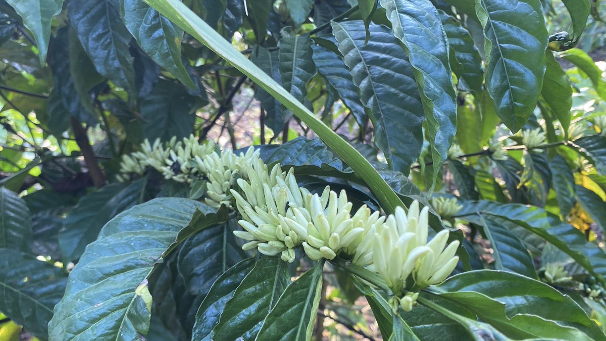 Muganzisecure's tweet image. Even before the season has come to an end our hardwork is showing a bright season ahead as flowering is in high gear 
We have a target of harvesting atleast 12kgs of dry cherry (8kgs of FAQ) per plant as we aim higher than the 10 kgs(6.3kgs FAQ) we got this season 
So help us GOD