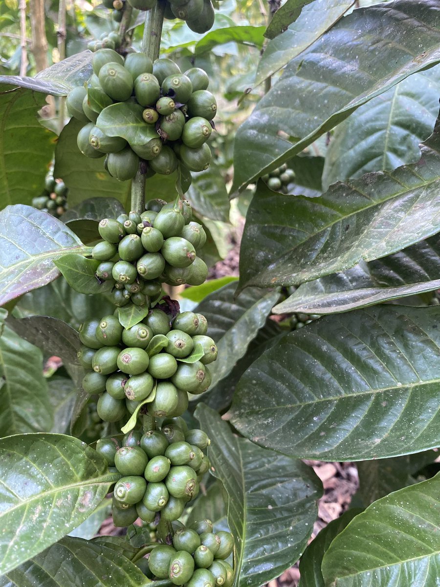Muganzisecure's tweet image. Even before the season has come to an end our hardwork is showing a bright season ahead as flowering is in high gear 
We have a target of harvesting atleast 12kgs of dry cherry (8kgs of FAQ) per plant as we aim higher than the 10 kgs(6.3kgs FAQ) we got this season 
So help us GOD