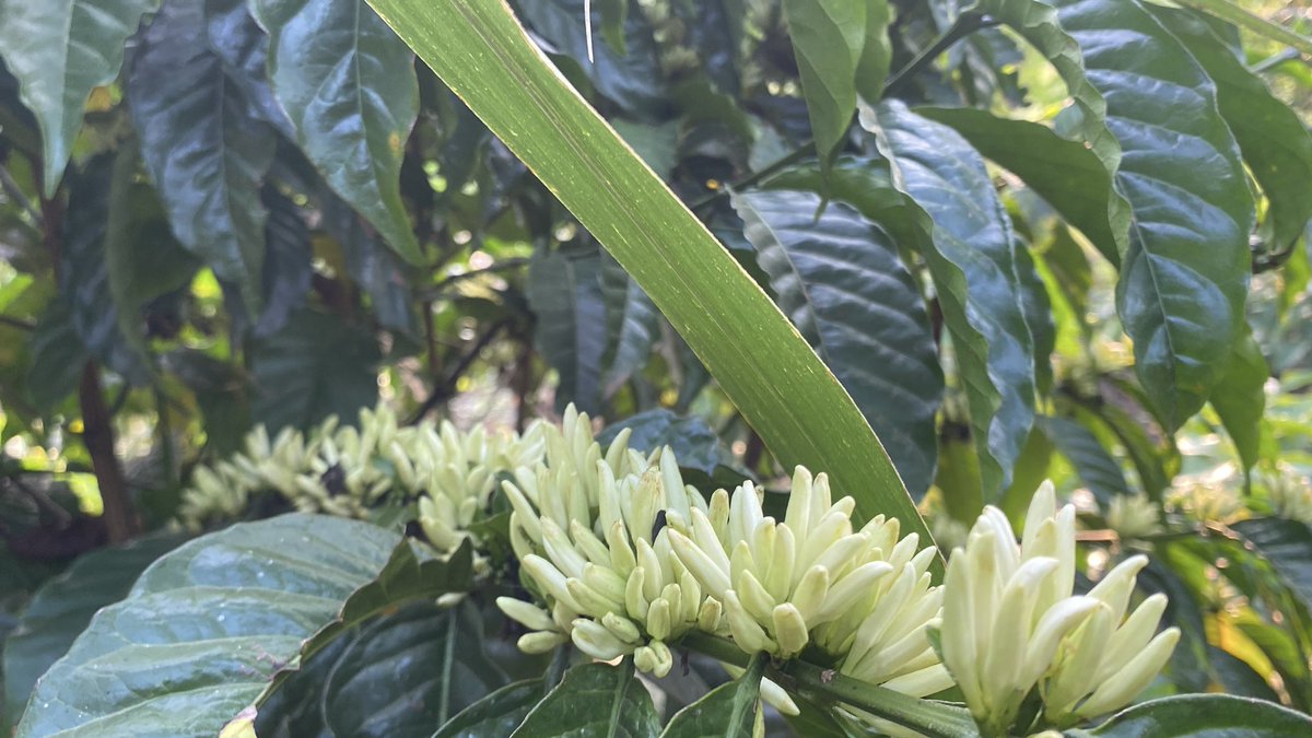 Muganzisecure's tweet image. Even before the season has come to an end our hardwork is showing a bright season ahead as flowering is in high gear 
We have a target of harvesting atleast 12kgs of dry cherry (8kgs of FAQ) per plant as we aim higher than the 10 kgs(6.3kgs FAQ) we got this season 
So help us GOD