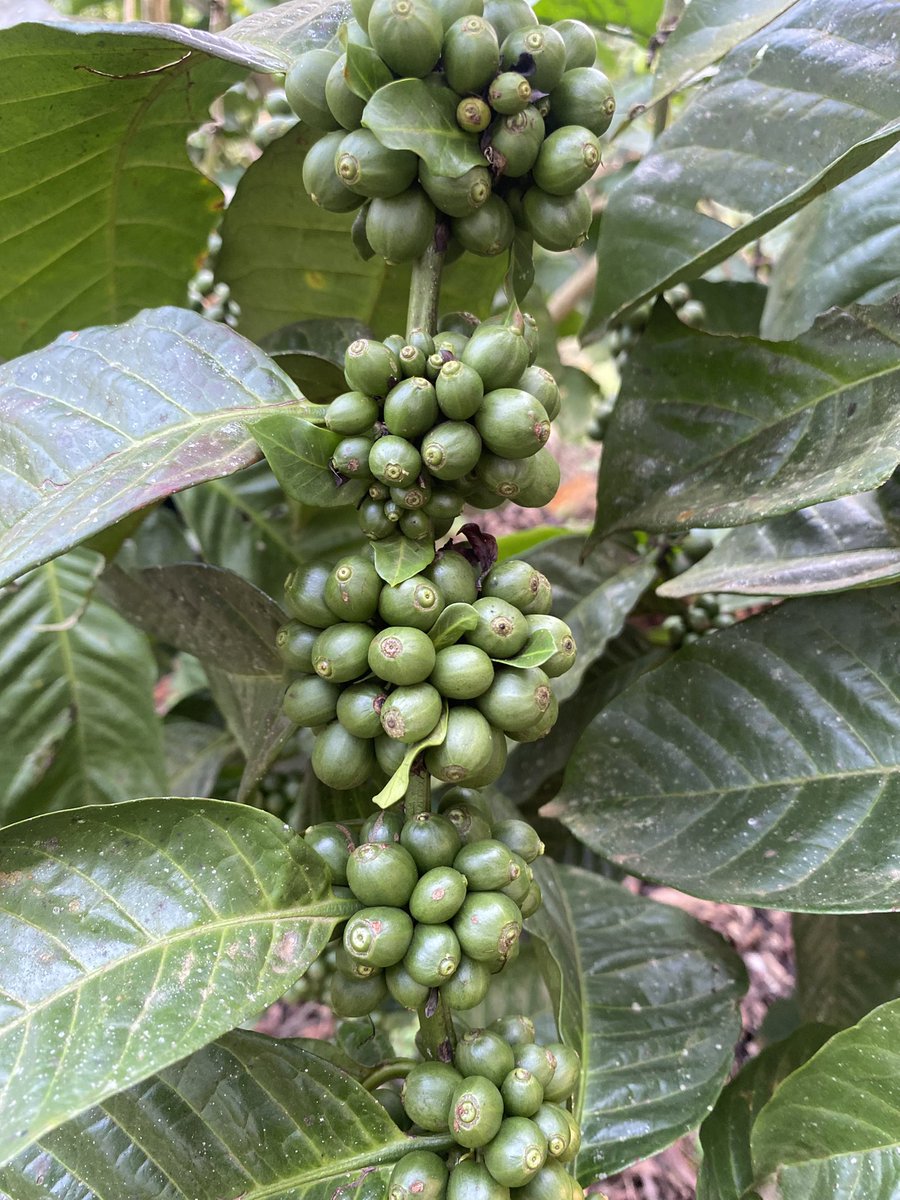 Muganzisecure's tweet image. Even before the season has come to an end our hardwork is showing a bright season ahead as flowering is in high gear 
We have a target of harvesting atleast 12kgs of dry cherry (8kgs of FAQ) per plant as we aim higher than the 10 kgs(6.3kgs FAQ) we got this season 
So help us GOD