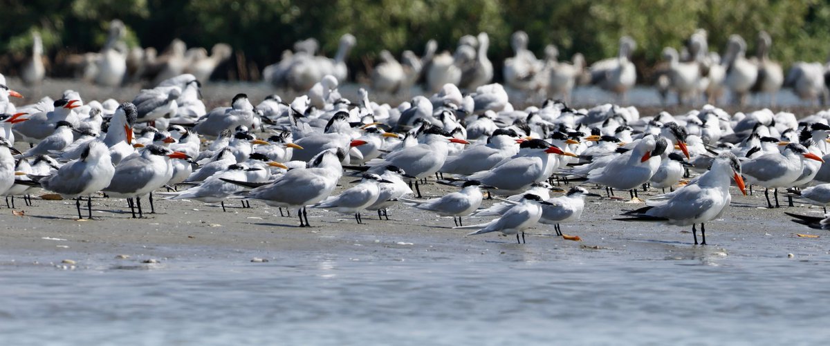 TomCadwallender's tweet image. #SuperSeabirdSunday ‘Terned out nice again’ David ⁦@SteelySeabirder⁩