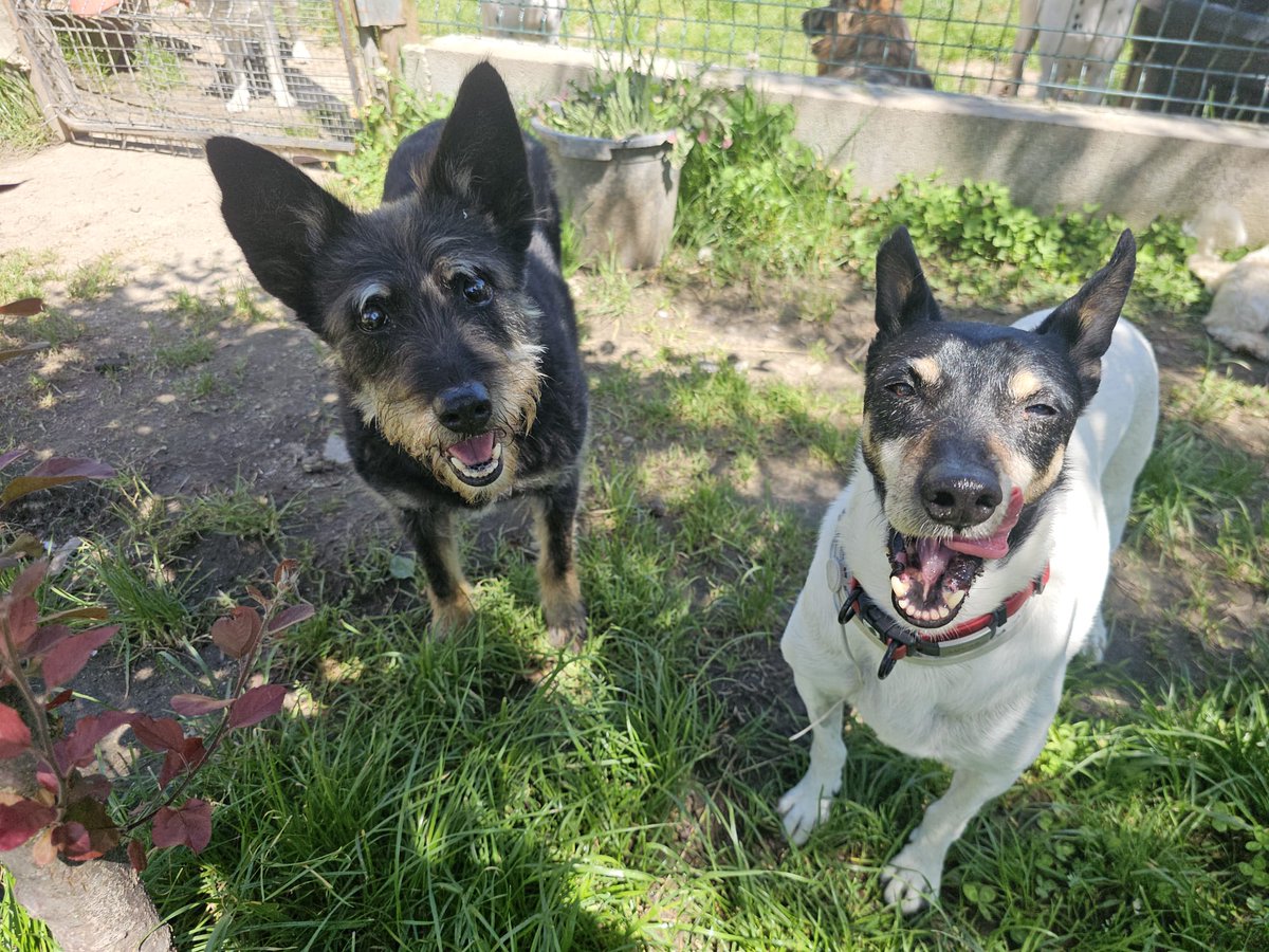 planetazarpa's tweet image. Buen día familia bonita 🐾
🦟🦠🗣️Aviso perruno importante!!
🐶 Tu perro no tiene superpoderes para evitar pulgas, garrapatas y mosquitos… pero tú sí puedes ser su héroe y protegerle 🦠
🦟 En zonas de campo, parques con hierba alta, zonas húmedas y cerca del agua, los mosquitos y…