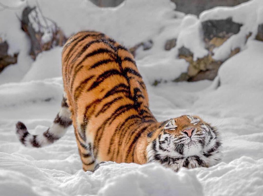 BigBangSciCom's tweet image. Un tigre s'étire dans la neige. Bon dimanche !
Crédits : Alexander Zhiltsov
#animals #naturelovers #animaux #science #wildlife #nature