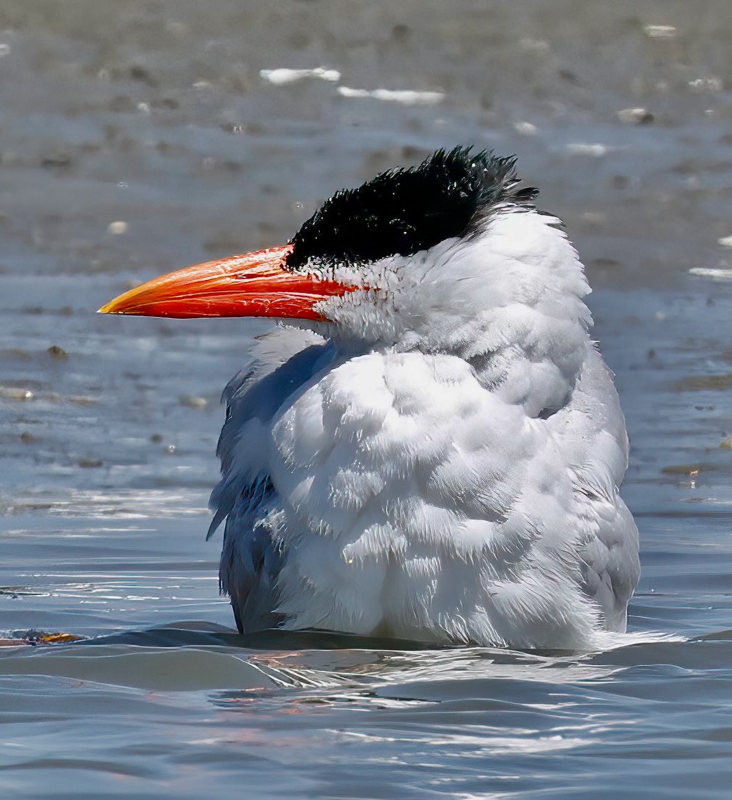 TomCadwallender's tweet image. #SuperSeabirdSunday Caspian Tern in The Gambia. ⁦@SteelySeabirder⁩
