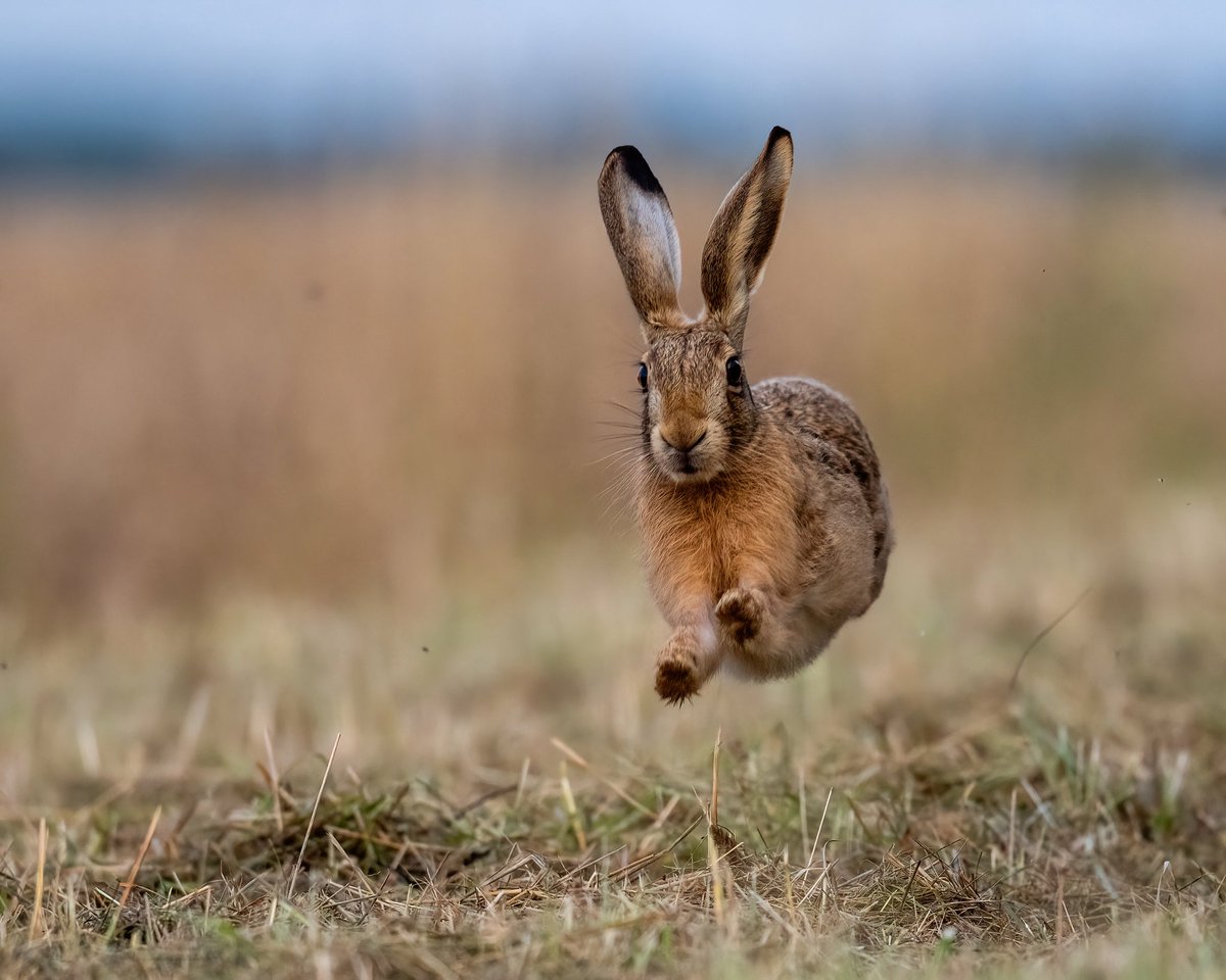 The harvest may be stalled but the field margins have been cut…Leverets having a great time! #hare #leveret #harvest