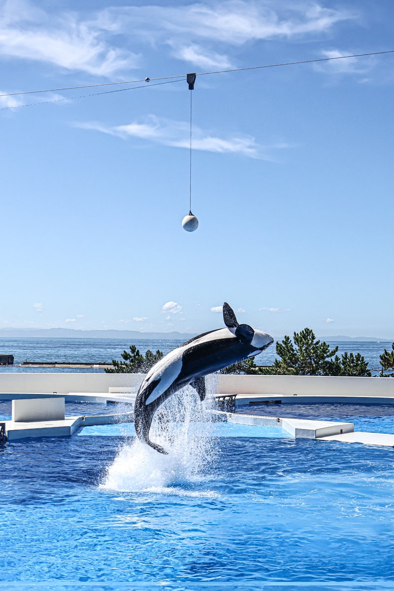 orca_hinata's tweet image. 神戸須磨シーワールドに行ってきました!
2カ月ぶりに行ったので色々変わってて楽しかった!
いろんな方とお会いできたのも嬉しかった!