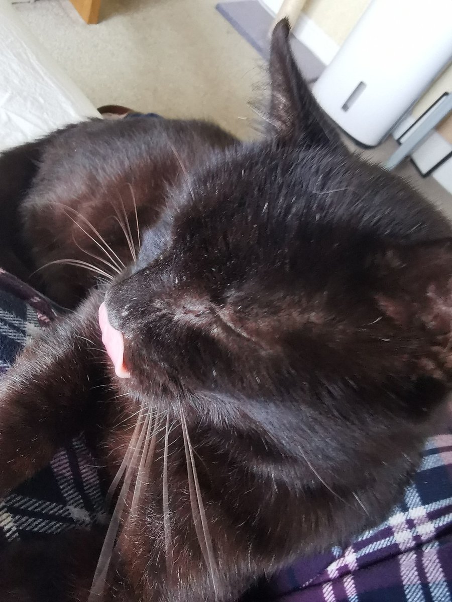 This is Bob, Sunday breakfast will not fetch itself you know! 😹