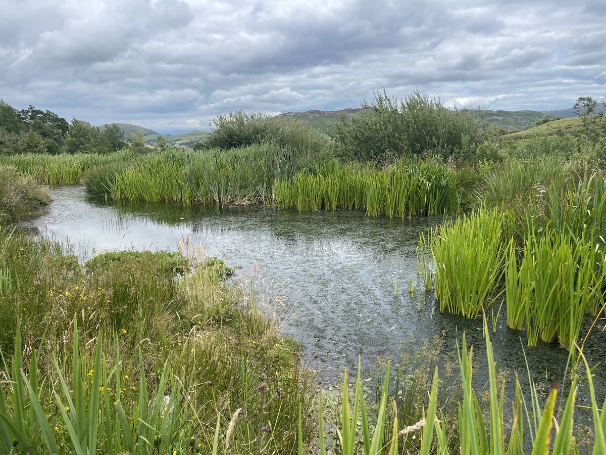 Maddy and me went for a little ride out to look at some old projects yesterday 

This little pond is about 5 years old and it’s established beautifully from the muddy clart up when I dug it! 

#beforeandafter #pond #wildlife #LakeDistrict