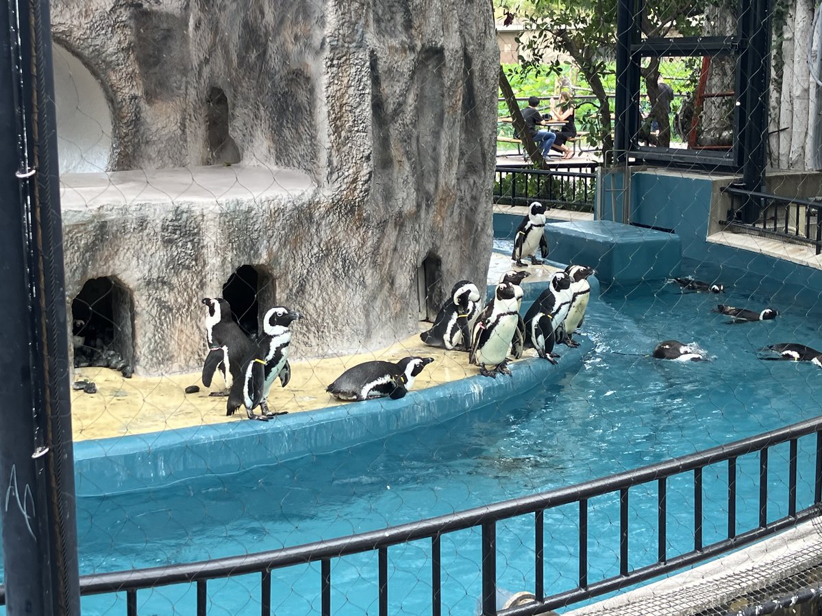 flag735dayo's tweet image. からの雑音教メンバーで上野動物園観光