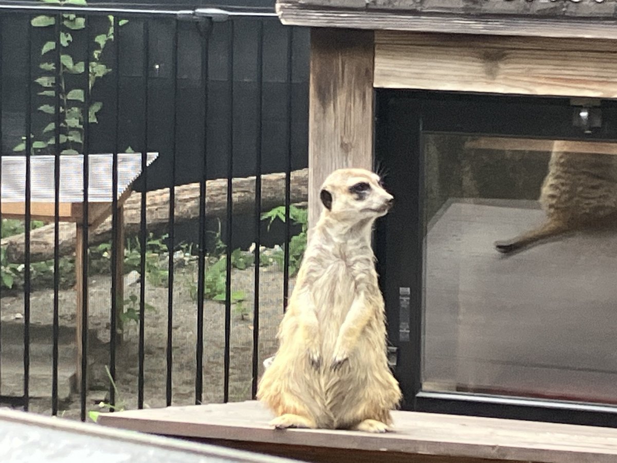 flag735dayo's tweet image. からの雑音教メンバーで上野動物園観光