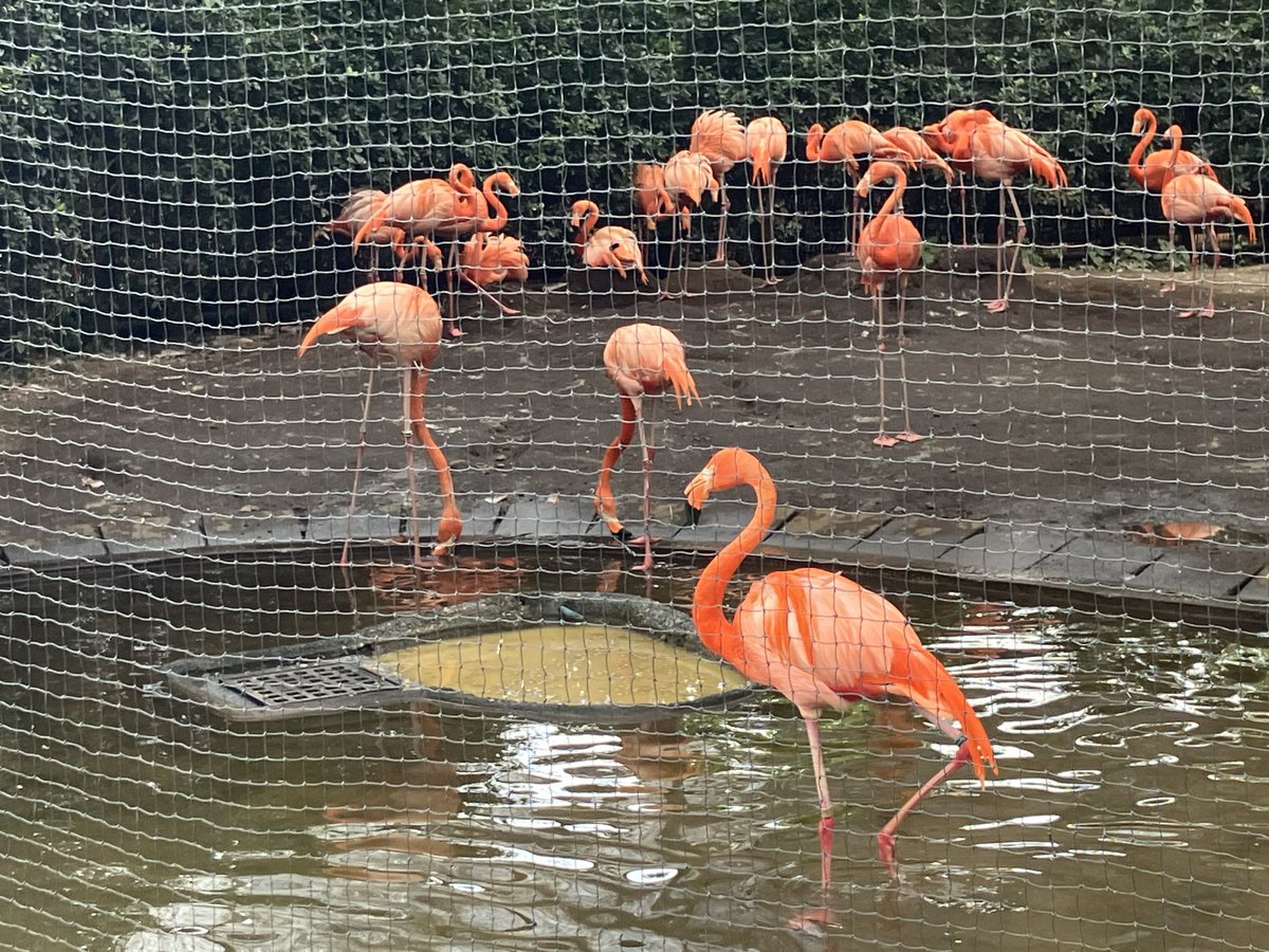 flag735dayo's tweet image. からの雑音教メンバーで上野動物園観光