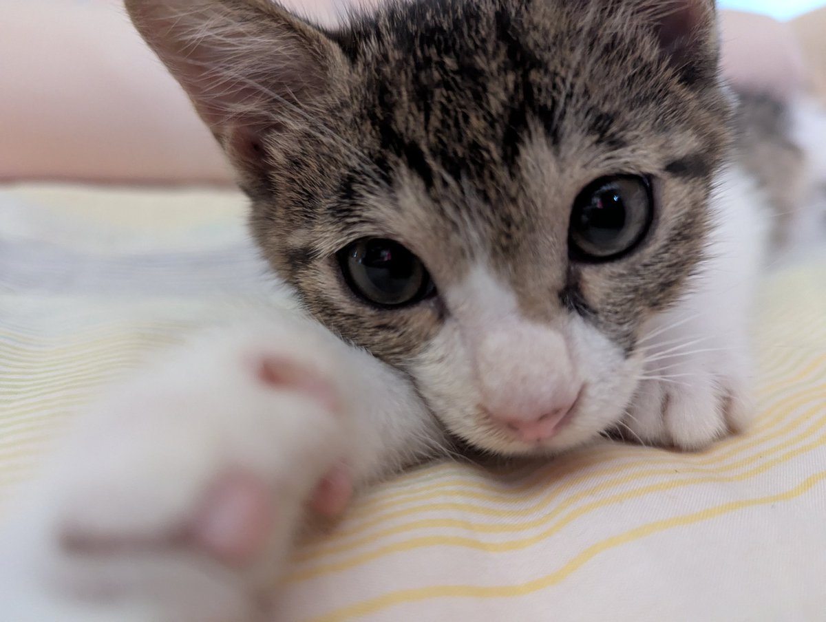 hideaki_taki's tweet image. 可愛いやつよのぉー。