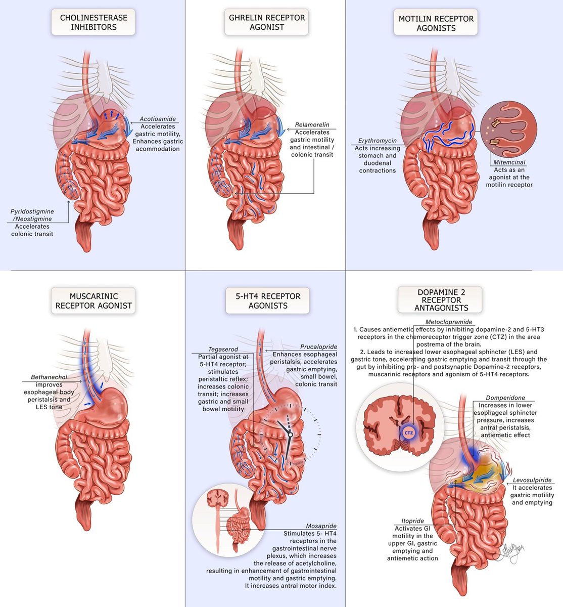 How prokinetics work in the GI tract ⏩💡 #4KMedEd

📸: onlinelibrary.wiley.com/doi/10.1111/nm…
