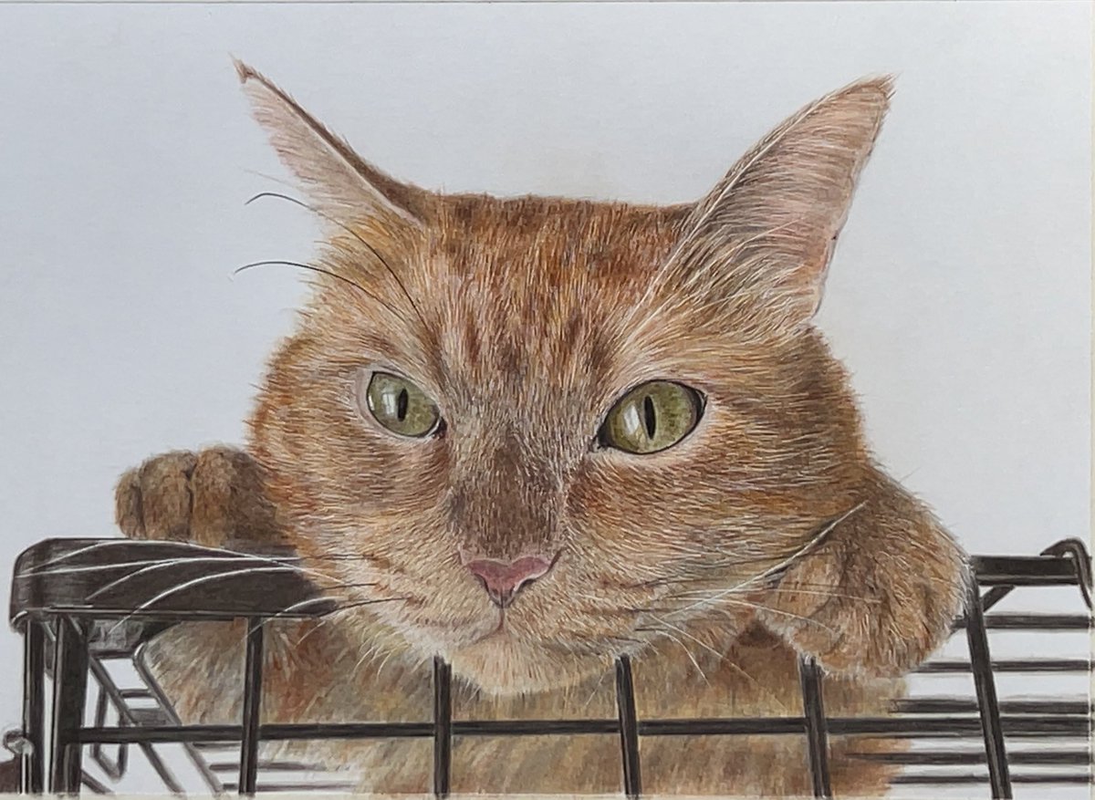 色鉛筆画「耳を傾ければSilent nightほら聴こえる」「秋めく」原画 猫 色鉛筆画「耳を傾ければSilent nightほら聴こえる」「秋めく