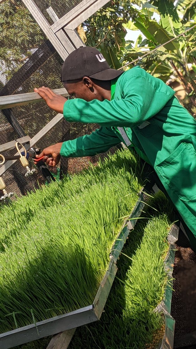 Agriculture is not just about farming—it's a world of opportunities waiting to be explored. Let's dive into some practical, game-changing agribusiness ideas that can transform lives.

🐣 Poultry Farming
Whether it’s broilers, layers, or quails — poultry is a low-investment,