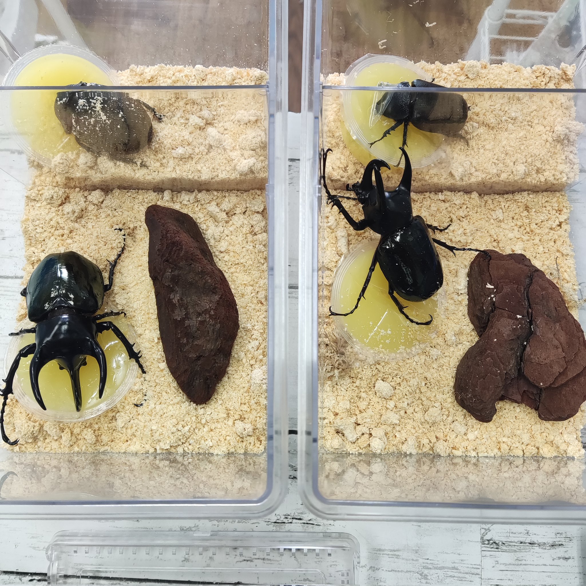 カブクワオタク カブクワやまと.com
