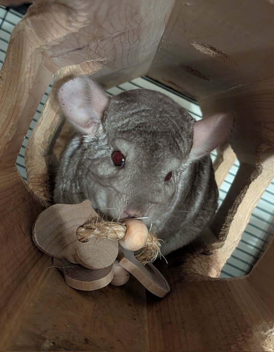 Goosaphone's tweet image. I give this toy a maximum of five hours until it's torn beyond recognition